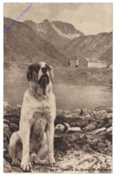 Bourg-Saint-Pierre, Chien et Hospice du Grand St-Bernard