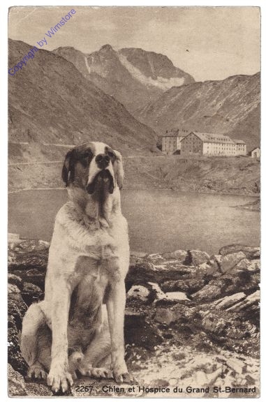 Bourg-Saint-Pierre, Chien et Hospice du Grand St-Bernard