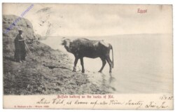 Buffalo bathing on the banks of Nil