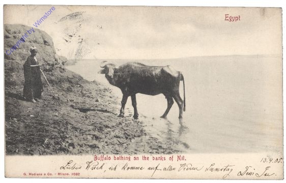 Buffalo bathing on the banks of Nil
