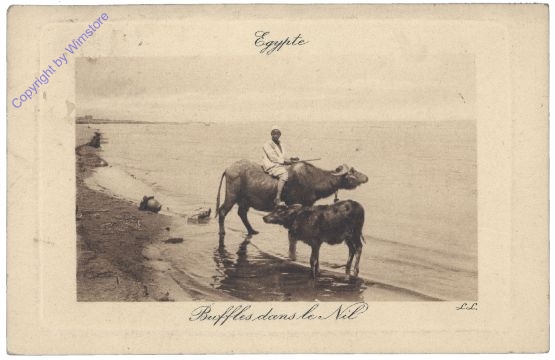 Buffalo dans le Nil