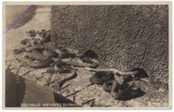 Sao Paulo, Instituto Butantan