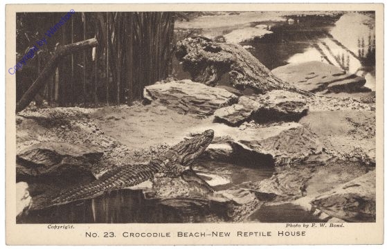 London, Crocodile Beach - New Reptile House