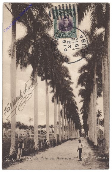 Calle de Palmas, Avenue of Royal Palms