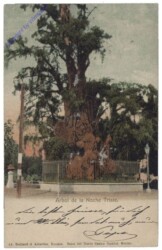 Mexico City, Arbol de la Noche Triste