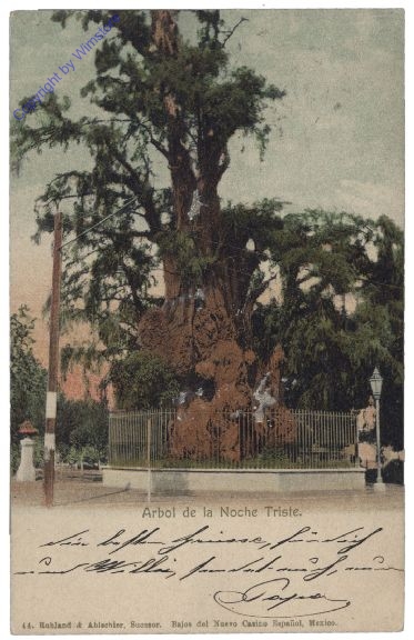 Mexico City, Arbol de la Noche Triste