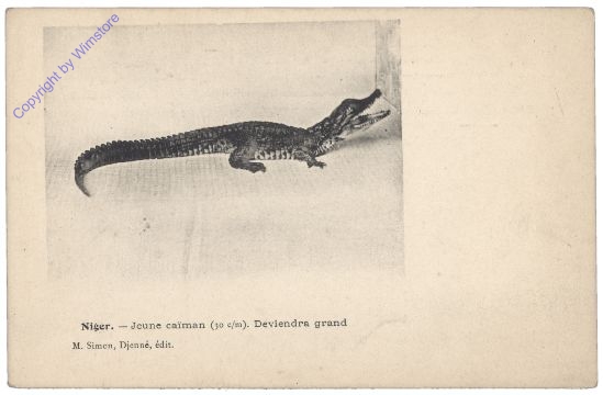 Niger, Jeune caiman