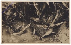 ak161614 Singapur, Crocodile