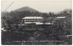 Allgemein, A General View of Tea Estate showing Factory