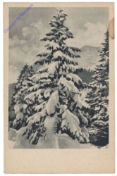 ak161885 Schneetanne
