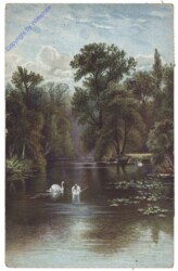ak161894 Schwäne am See
