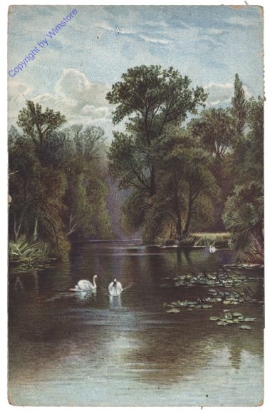 Schwäne am See