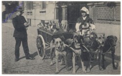 Hund als Zugtier