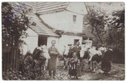Kühe