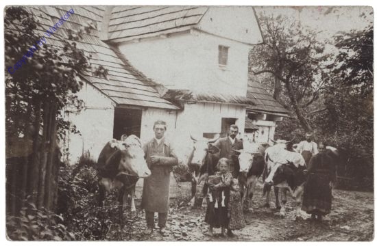 Kühe