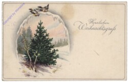 Vögel sitzen über einer Tanne