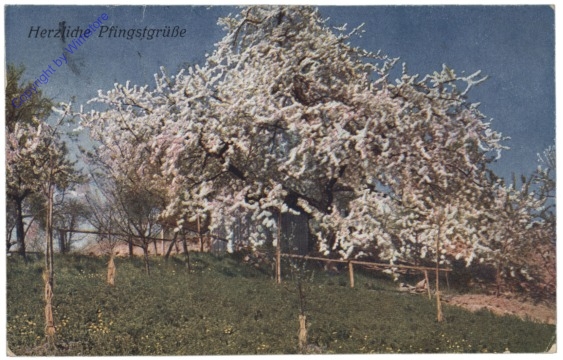 ak164051 Blühender Baum