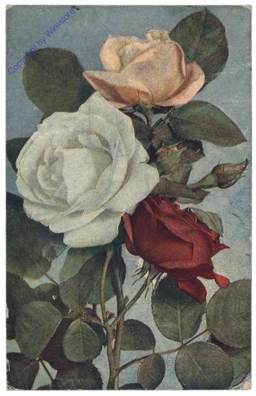 dreifärbige Rosen