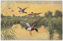 Enten im Anflug