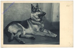 Schäferhund