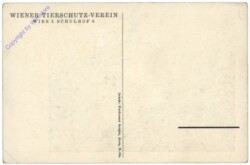 ak164106a Ochsengespann