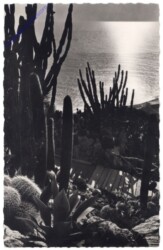 ak164372 Monaco, Jardin Exotique