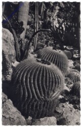 ak164374 Monaco, Jardin Exotique