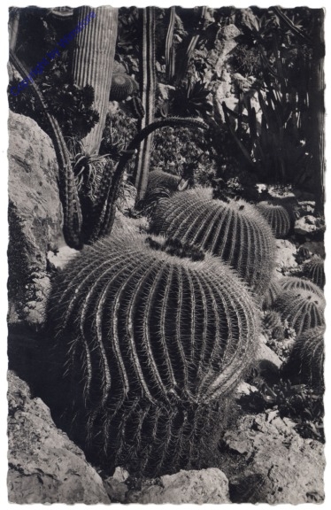 Monaco, Jardin Exotique