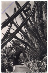 ak164380 Monaco, Jardin Exotique