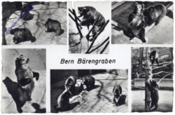 ak164385 Bern, Bärengraben