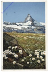 Zermatt, Alpenwucherblume