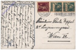 Zermatt, Alpenwucherblume