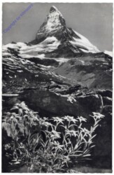 ak164446 Zermatt, Edelweiss mit Matterhorn