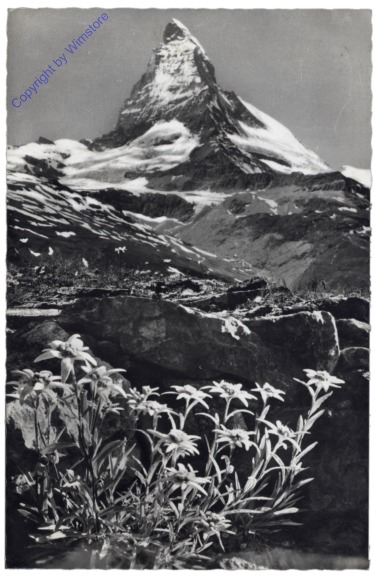 ak164446 Zermatt, Edelweiss mit Matterhorn