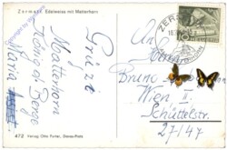 ak164446a Zermatt, Edelweiss mit Matterhorn