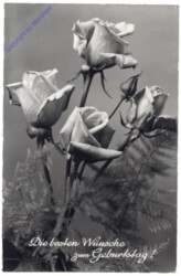 ak164459 Rosen, Geburtstag