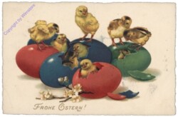 Frisch geschlüpfte Kücken