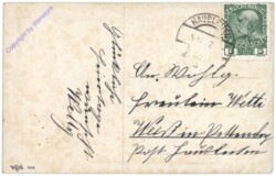 Kücken, Hahn und Henne
