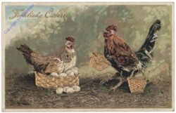 Kücken, Hahn und Henne