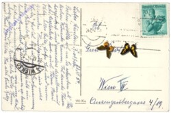 Brennende Kerze mit Blüten