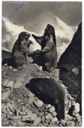 ak164745 Spielende Murmeltiere