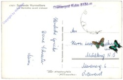 ak164745a Spielende Murmeltiere