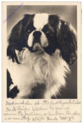 Hundeportrait
