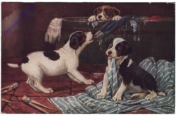 Spielende Hunde