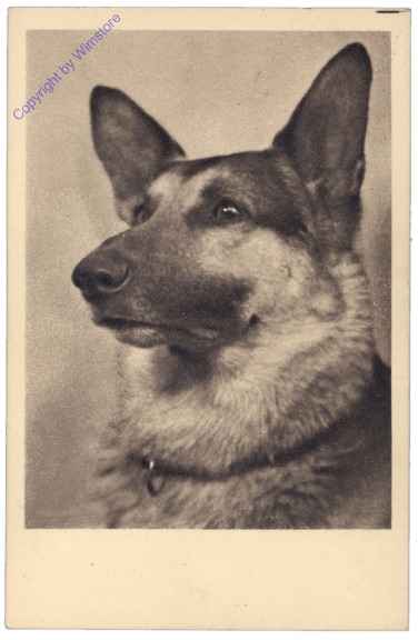 Schäferhund