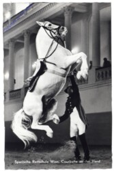 Wien 1, Spanische Reitschule, Courbette an der Hand