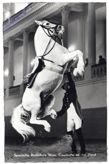 ak164953 Wien 1, Spanische Reitschule, Courbette an der Hand