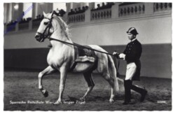 Wien 1, Spanische Reitschule, Am langen Zügel