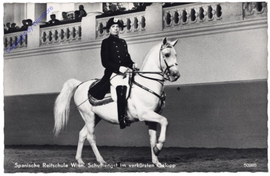 ak164955 Wien 1, Spanische Reitschule, Schulhengst im verkürzten Galopp