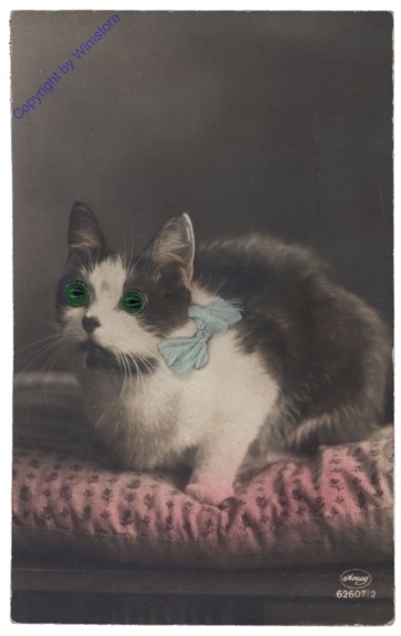 ak166657 Katze mit grünen Augen und hellblauer Masche